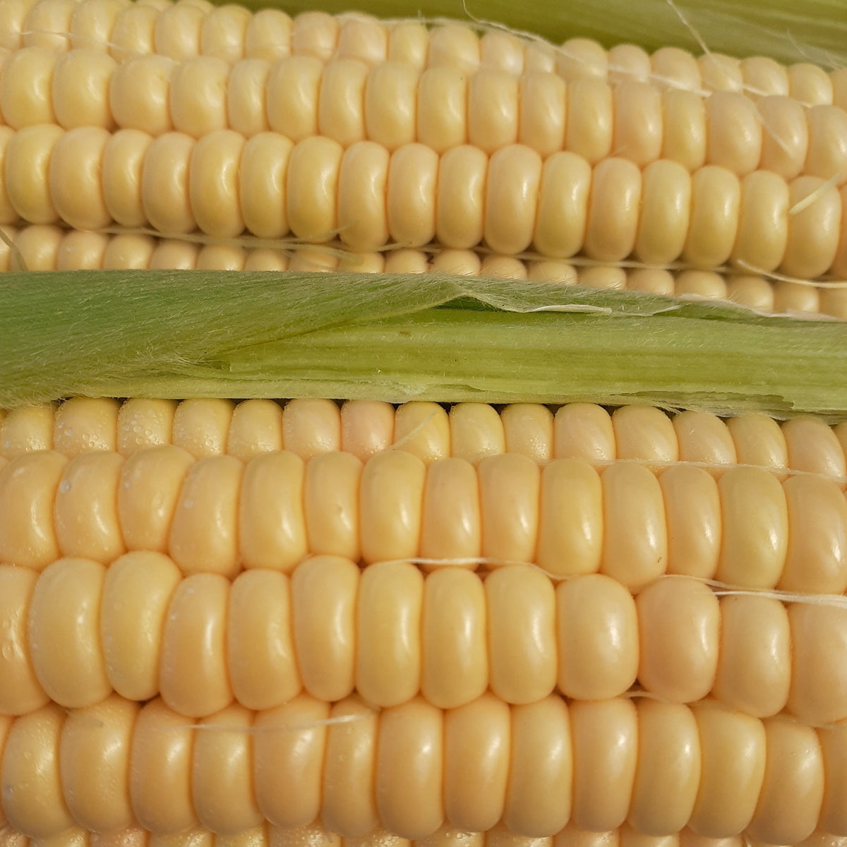 Golden Bantam Sweet Corn - organic seeds