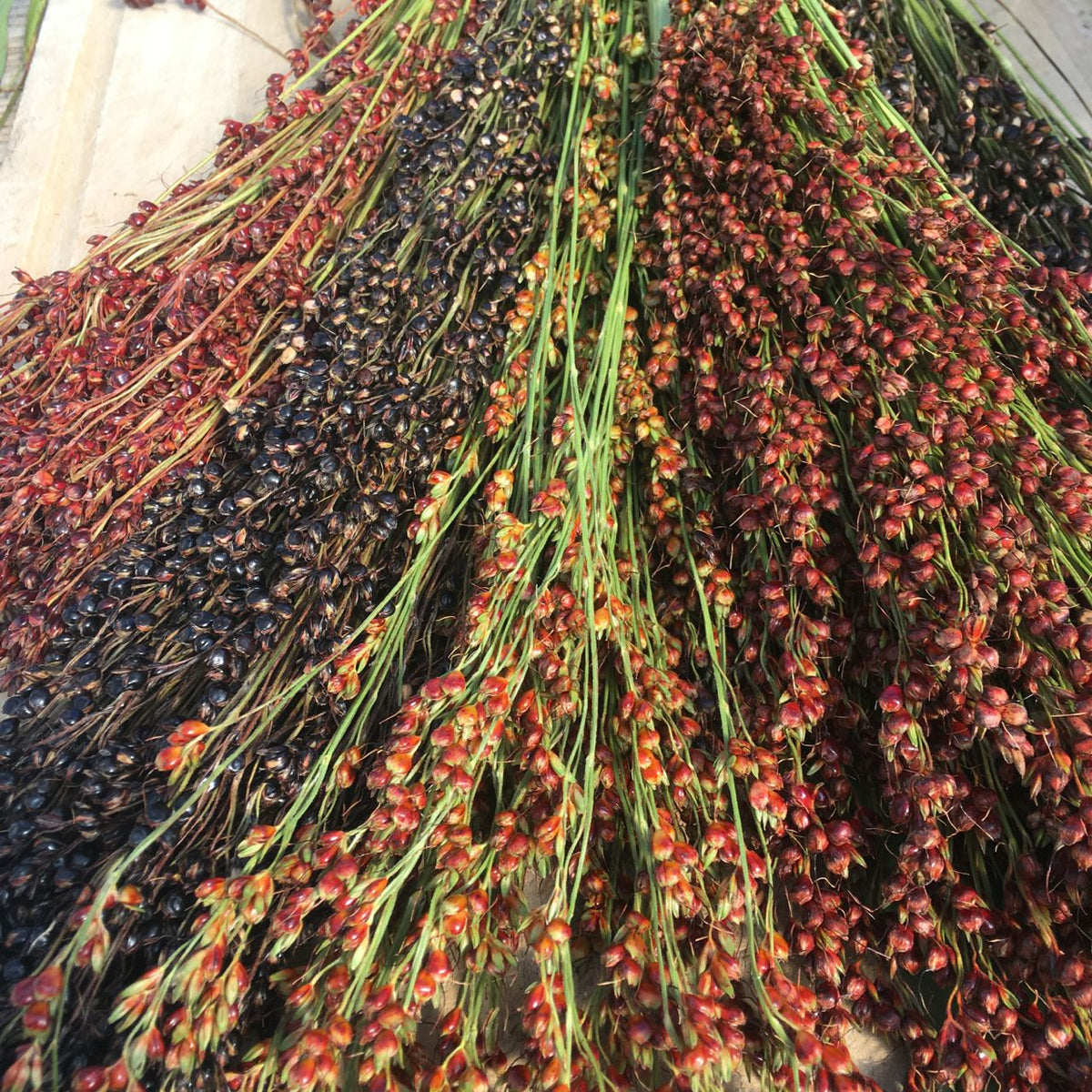 Des bottes de Sorgho à Balai Arc-en-Ciel Amish de Tourne-Sol, composées de semences bio aux nuances rouge foncé, brun foncé et noir disposées sur du bois, créent un affichage saisissant comme un balai traditionnel.