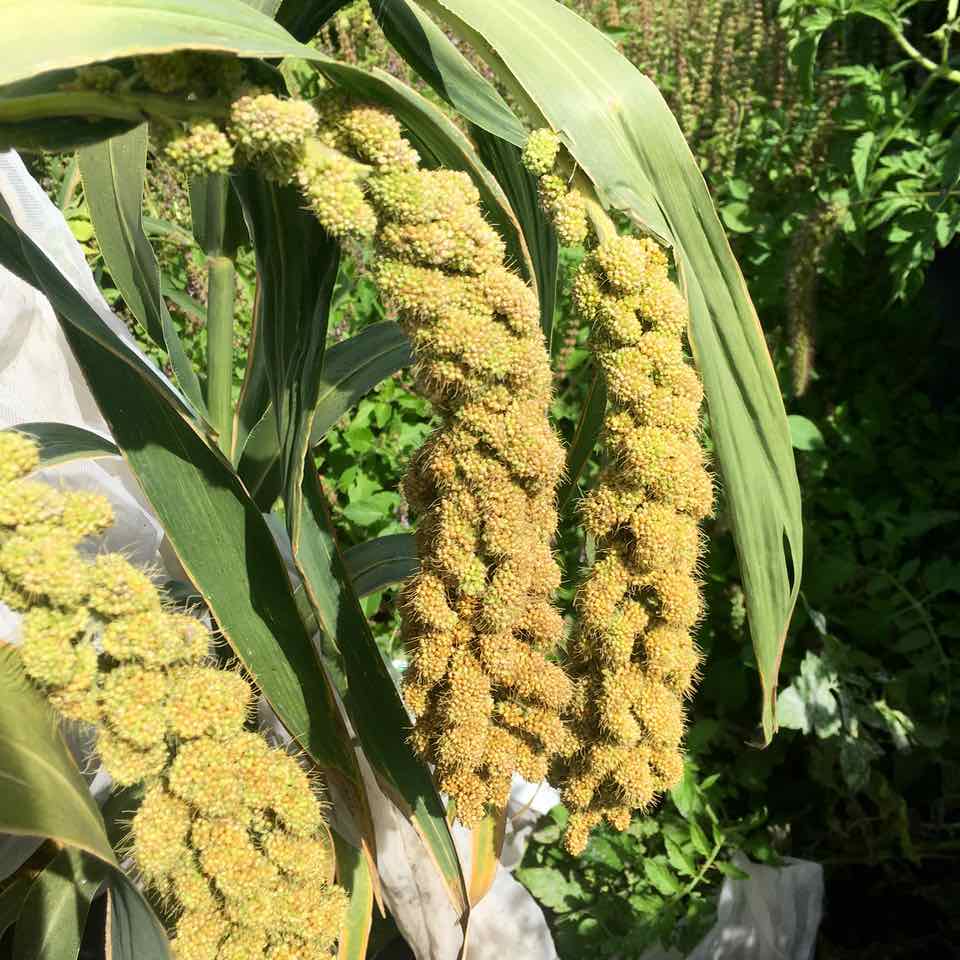 Gros plan sur Millet Limelight de Tourne-Sol, avec ses plantes vertes aux grappes denses de petites graines jaune-vert. Les feuilles longues et fines sur fond de verdure luxuriante évoquent un décor de ferme ou de jardin.