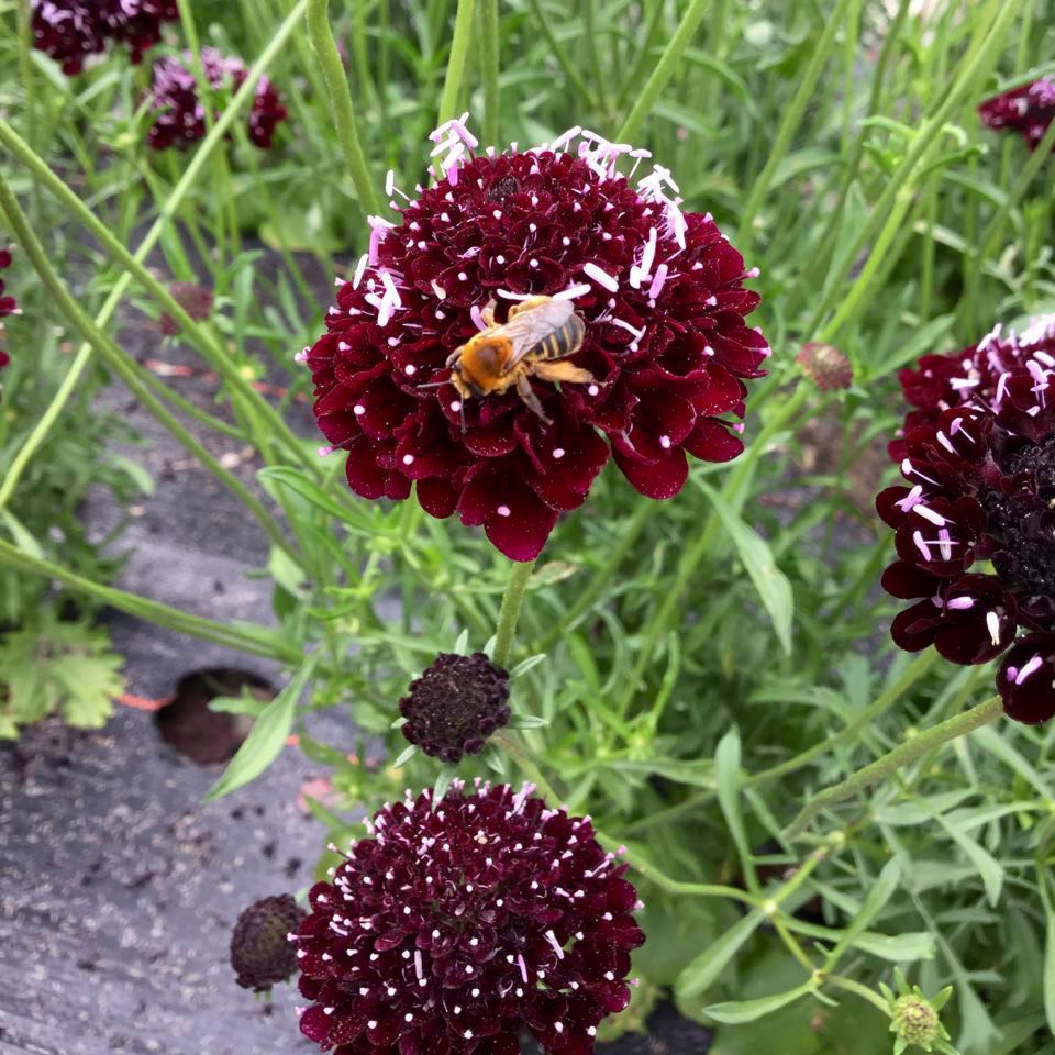 Une abeille recueille du pollen sur une fleur de Scabieuse Black Knight de Tourne-Sol, de couleur marron foncé, avec des pétales à pointe blanche, entourée de feuilles vertes et de fleurs similaires.