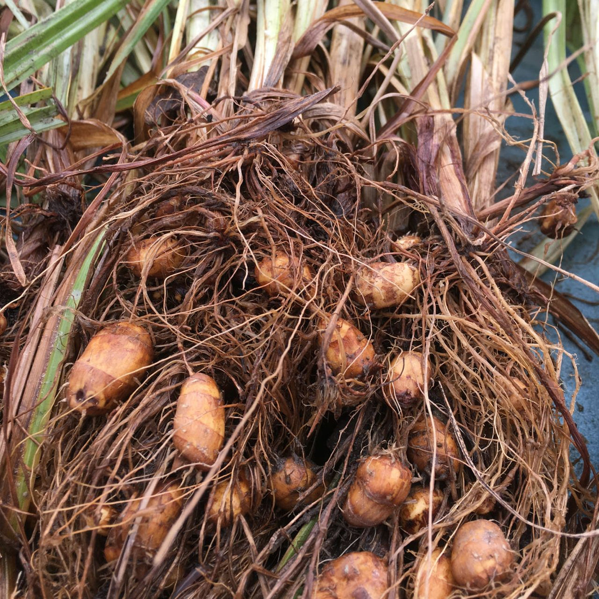Gros plan de Noix de Chufa fraîchement récoltée - semences bio par Tourne-Sol, ressemblant à des tubercules bulbeux croquants avec des racines fibreuses et des tiges vertes fanées, des racines emmêlées et une teinte brun orangé.