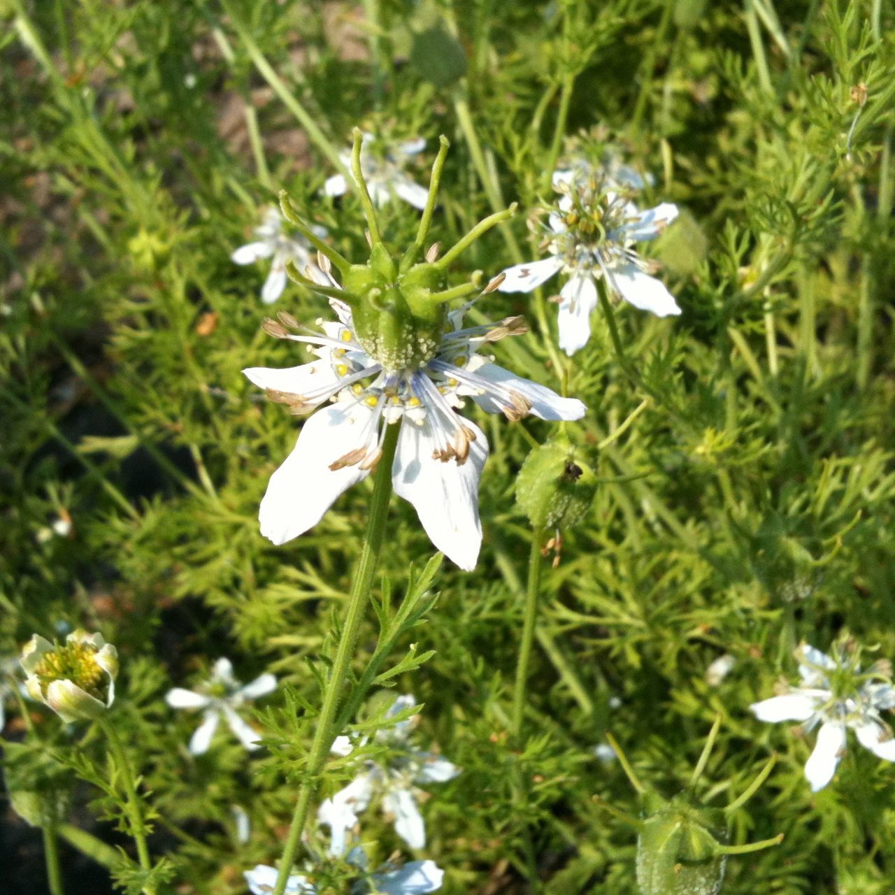 Gros plan sur Nigelle Cumin Noir - semences bio de Tourne-Sol : délicates fleurs blanches de Nigella sativa avec des feuilles vertes plumeuses au soleil, quelques pétales avec des taches brunes, entourées d'un feuillage luxuriant et d'autres fleurs.