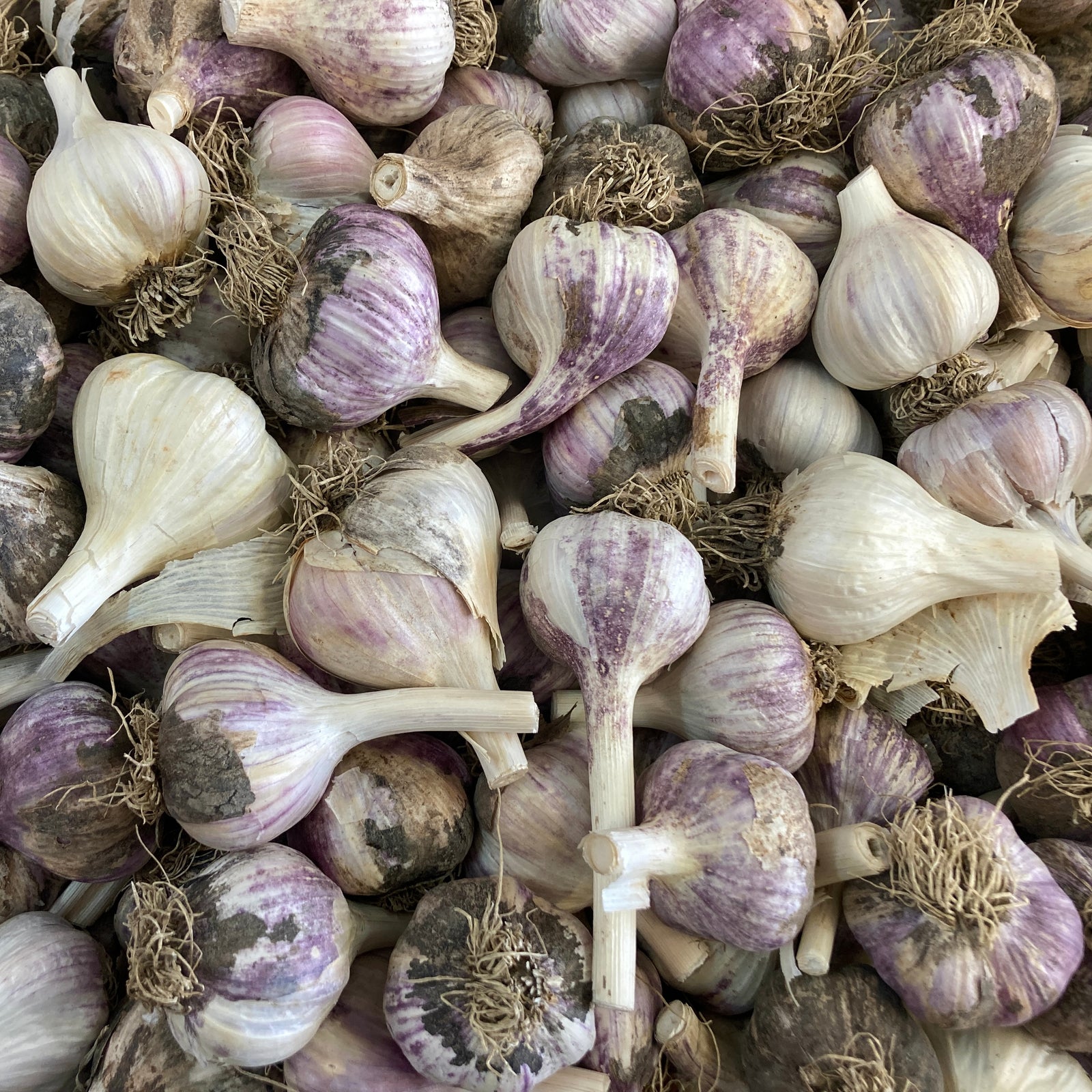 Ail - 550g (15-20 petits bulbes) Tourne-Sol : Des bulbes fraîchement récoltés, striés de violet et blanc, parfois avec de la terre et des racines encore attachées.