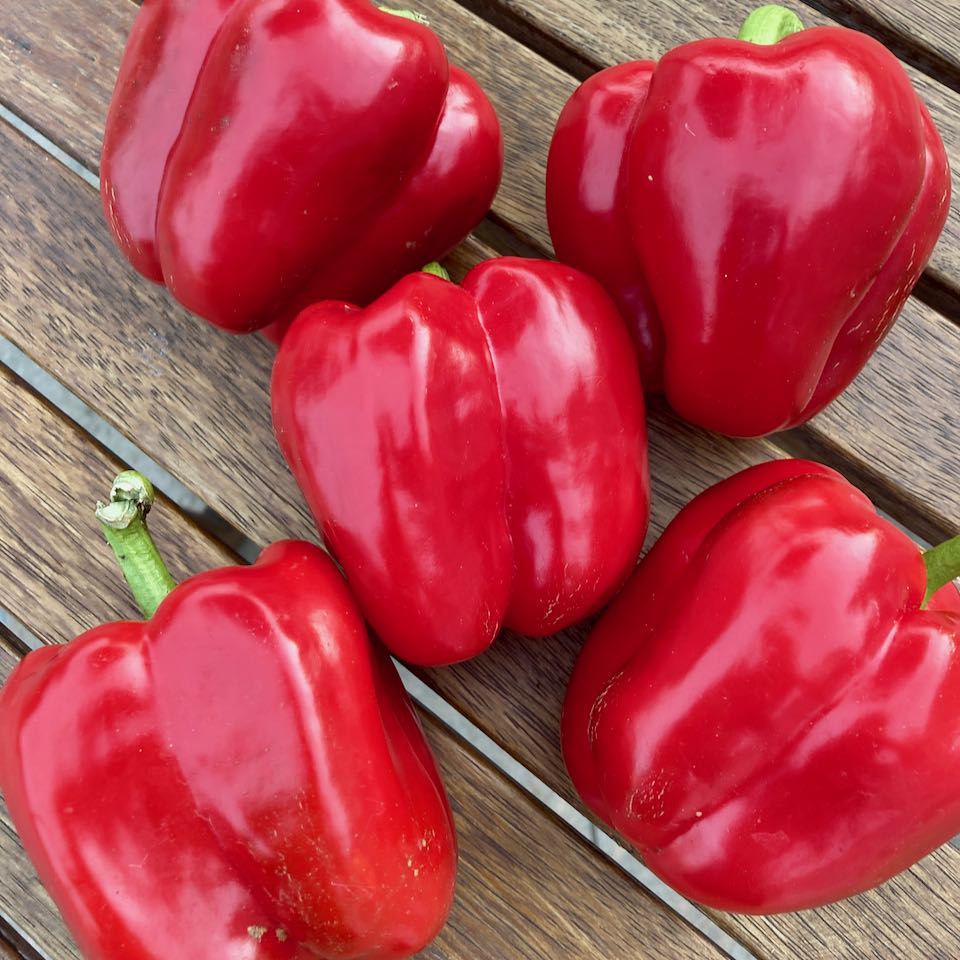 Cinq poivrons doux feu rouge de Tourne-Sol aux couleurs vives et aux tiges vertes sont disposés sur une surface en bois. Ces poivrons rouges biologiques, reconnus pour leur rendement impressionnant, varient légèrement en taille et ont une apparence brillante.