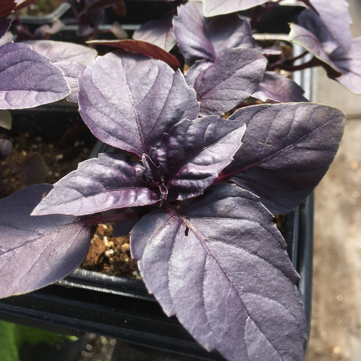 Gros plan d&#39;un Basilic Mauve Dark Opal de Tourne-Sol, avec de grandes et larges feuilles mauves dans un plateau noir. La lumière du soleil met en valeur sa couleur et sa texture riches, avec un arrière-plan flou mettant en valeur cette plante étonnante.