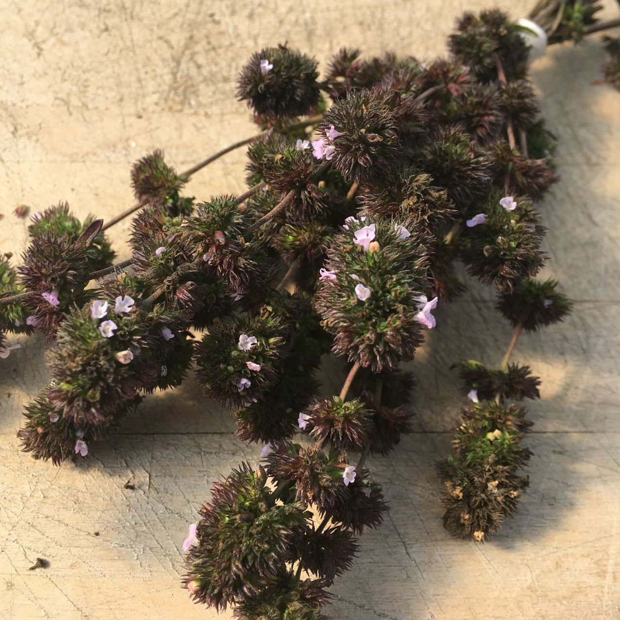Une grappe de Sarriette d'été Ancienne d'Acadie - semences bio de Tourne-Sol, avec des feuilles épineuses vert foncé et de minuscules fleurs violet pâle, présentées sur une surface en bois clair.