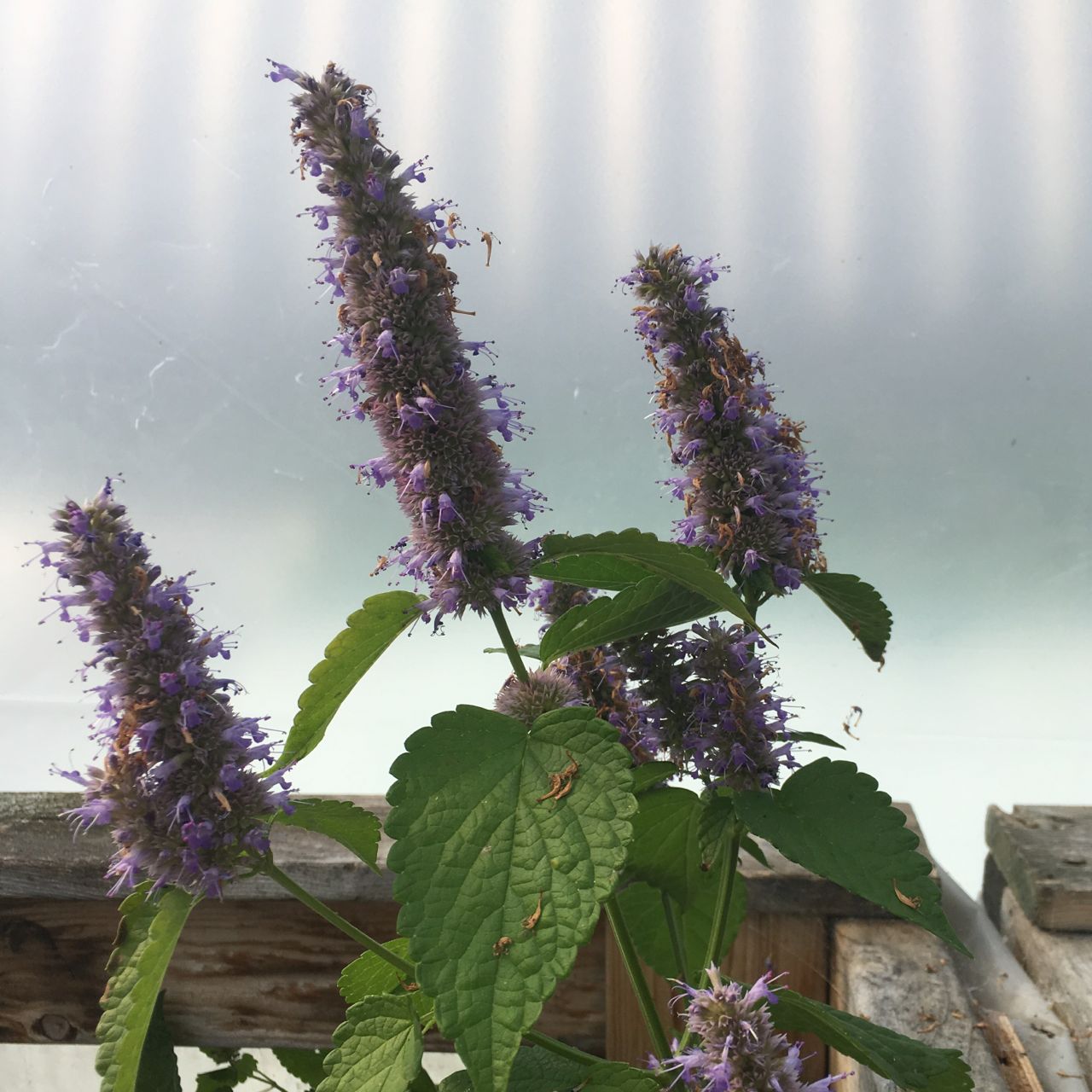 De grands épis de fleurs violettes aux feuilles vibrantes sur un fond clair flou, posés sur une surface en bois, rappelant la délicate réglisse, décrivent l'Agastache - semences bio de Tourne-Sol.