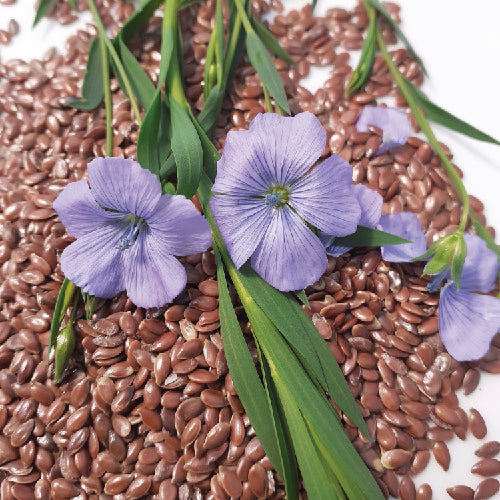 Flax  - organic seeds