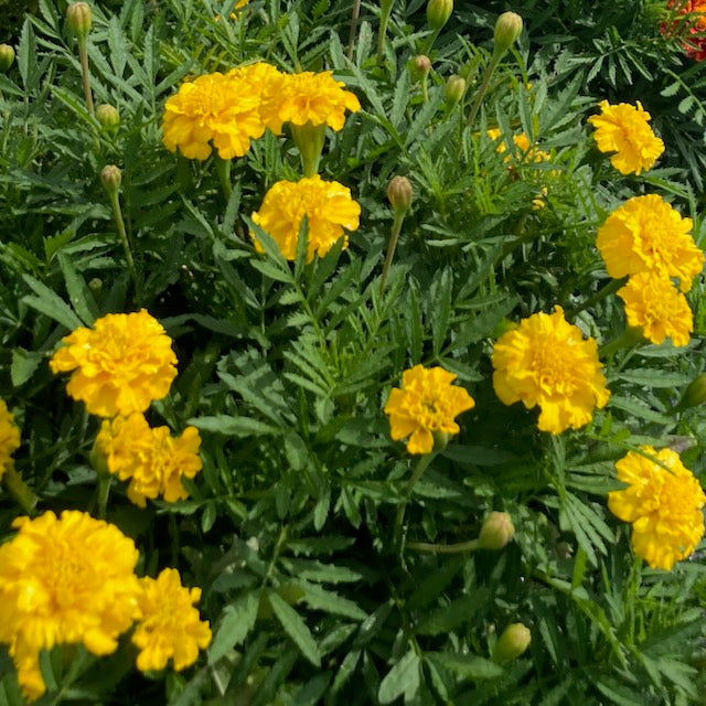 L'Oeillet d'Inde Lemon Drop - semences bio de Tourne-Sol se caractérise par des fleurs ébouriffées jaune vif et un feuillage en forme de fougère, avec des boutons à différents stades, de l'ouverture à l'épanouissement complet des fleurs.