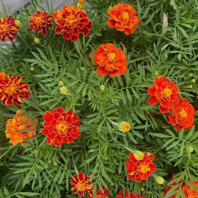 L'Oeillet d'Inde Spanish Brocade - semences bio de Tourne-Sol présente des fleurs de souci orange et jaune vives avec un feuillage vert luxuriant et plumeux, ajoutant une couleur vibrante et de la vie à votre jardin.
