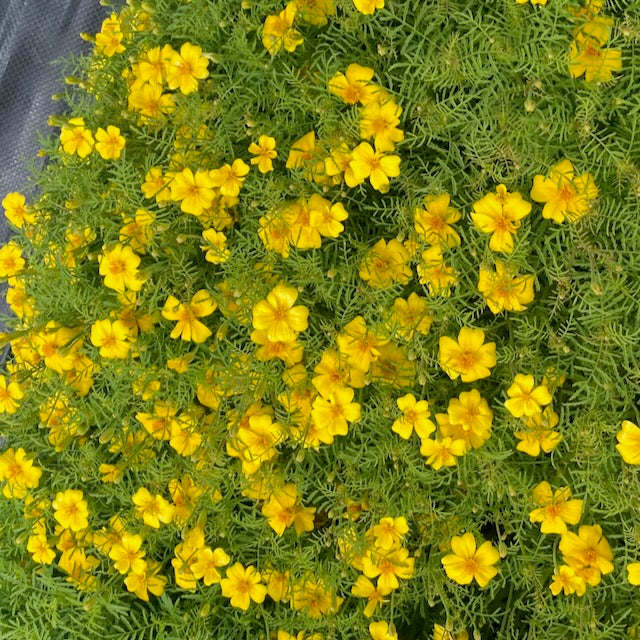 Une vibrante floraison de fleurs jaune vif aux pétales délicats de Tagète Citron Lemon Gem, sur fond de feuillage vert plumeux, créant une scène joyeuse. Marque : Tourne-Sol, semences bio.