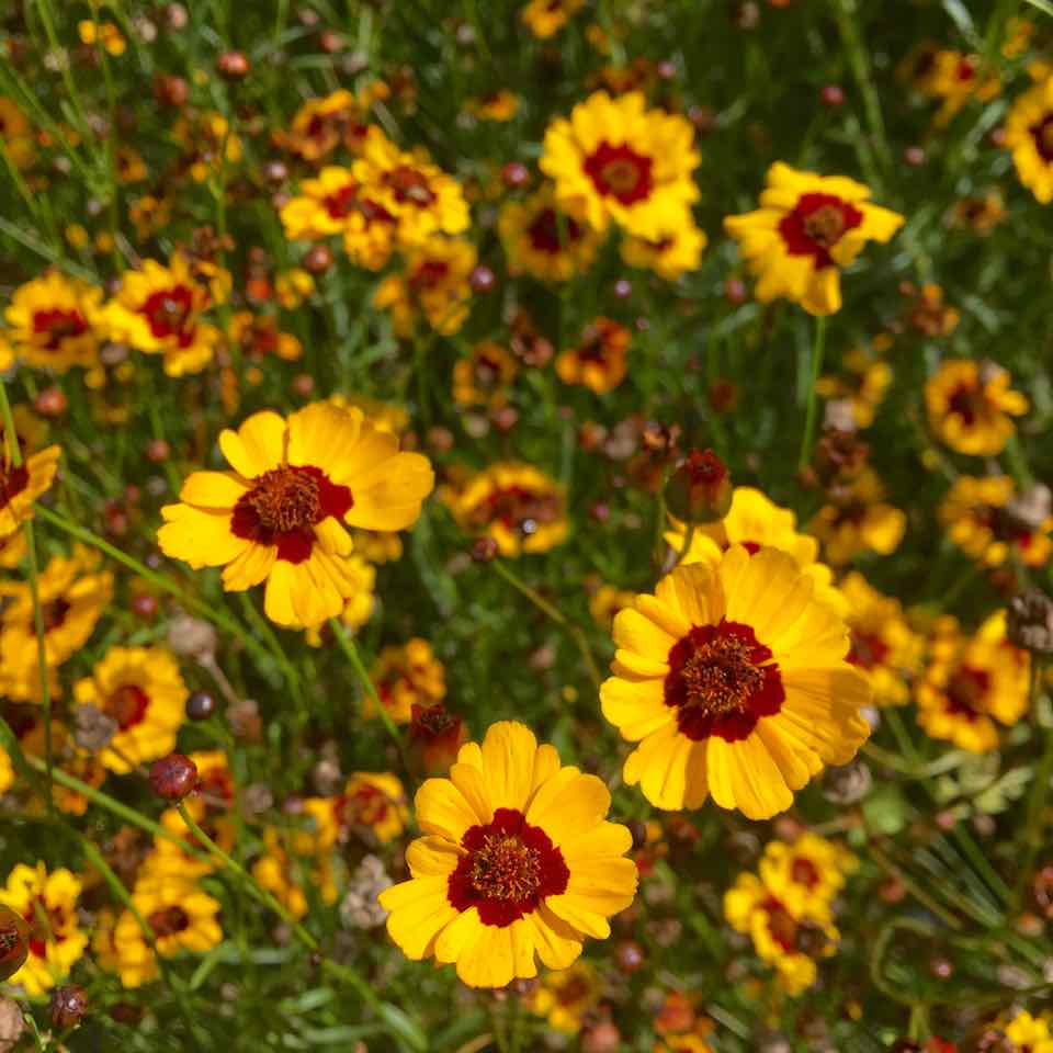 Le Coreopsis Hohe - semences bio de Tourne-Sol représente des fleurs sauvages jaunes à centre rouge s'épanouissant dans un champ d'herbe, entourées de tiges vertes et d'autres fleurs légèrement floues en arrière-plan.