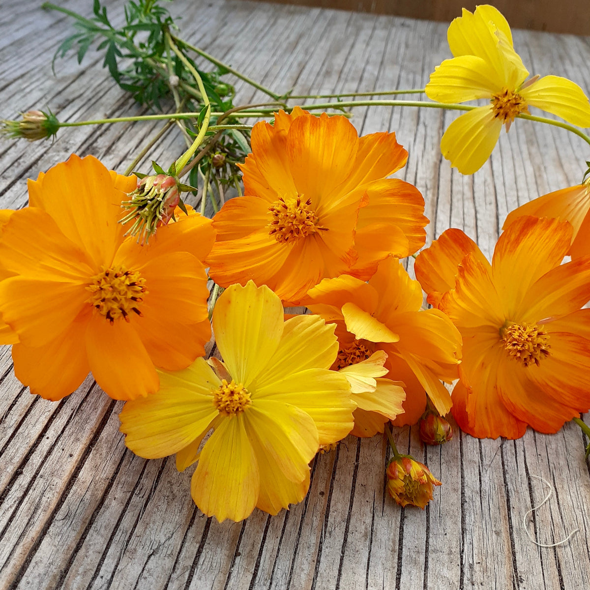 Sur une surface en bois rustique reposent des fleurs éclatantes de Cosmos Sulfureux, de Tourne-Sol, aux délicats pétales jaunes et oranges. Ces astéracées présentent des grappes centrales proéminentes et de longues tiges vertes, idéales pour un jardin de pollinisateurs.