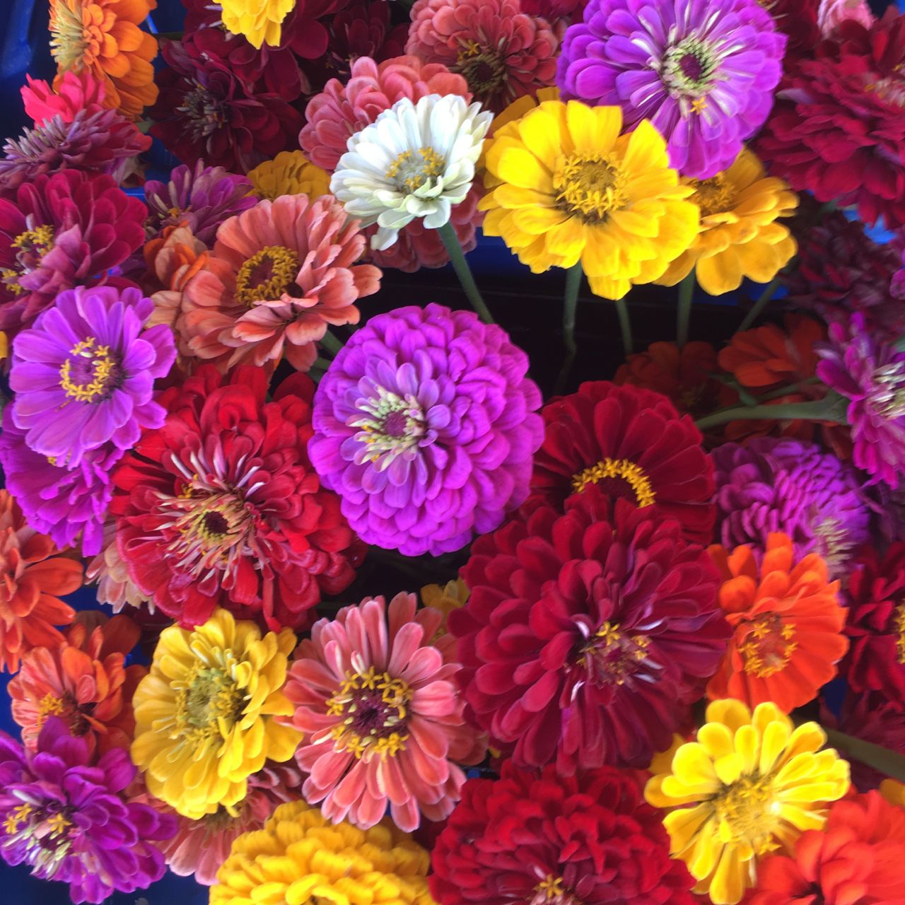 Un étalage dense de Zinnias Mélangés de Tourne-Sol - graines biologiques fleurissant en rose, violet, rouge, jaune, orange et blanc - remplit le cadre de couleurs vibrantes.
