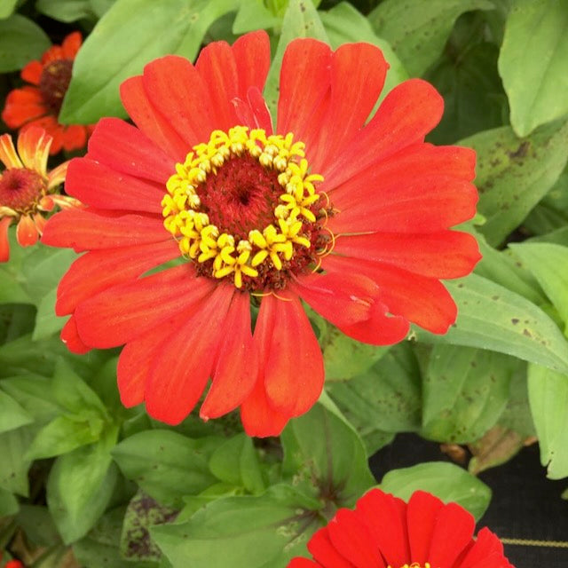 Un zinnia rouge vif s'épanouit parmi des feuilles vertes et d'autres fleurs rouges. Produit : Cadeau Zinnia - semences bio par Tourne-Sol.
