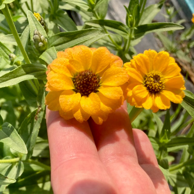 Une personne tient deux Zinnias du Pérou Jaune de Tourne-Sol aux couleurs vives, avec des feuilles vertes en arrière-plan. La lumière du soleil illumine les pétales, créant un spectacle éclatant dans la verdure luxuriante d&#39;un jardin antique.