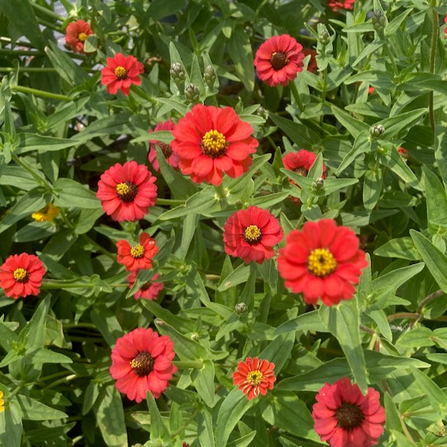 Le Zinnia du Pérou Rouge - semences bio de Tourne-Sol produit des fleurs rouge vif avec un centre jaune, groupées parmi des feuilles vertes, créant un spectacle vibrant et coloré à la lumière du soleil.