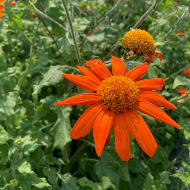 Tithonia - organic seeds
