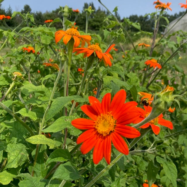 Tithonia - organic seeds