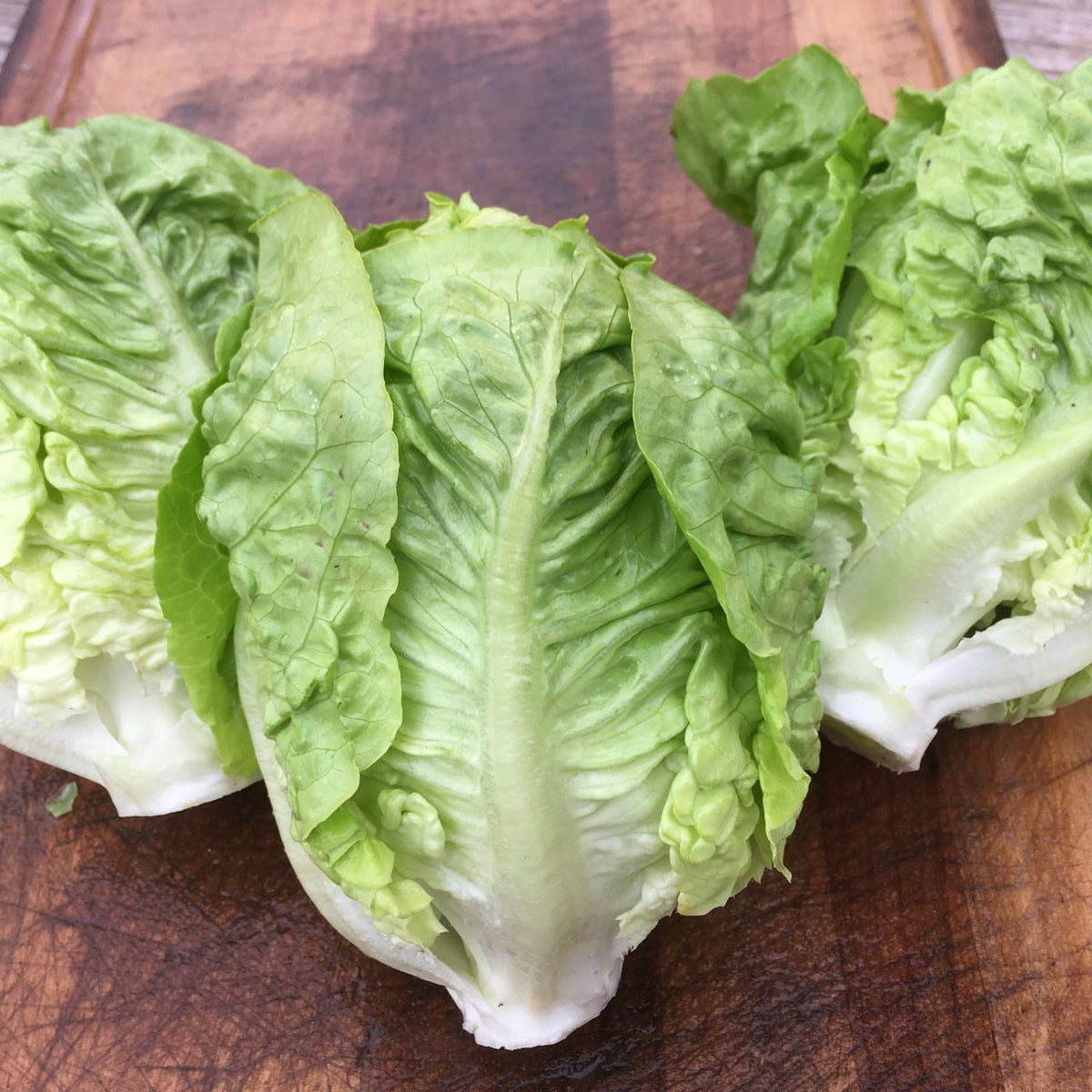 Sucrine Lettuce - organic seeds