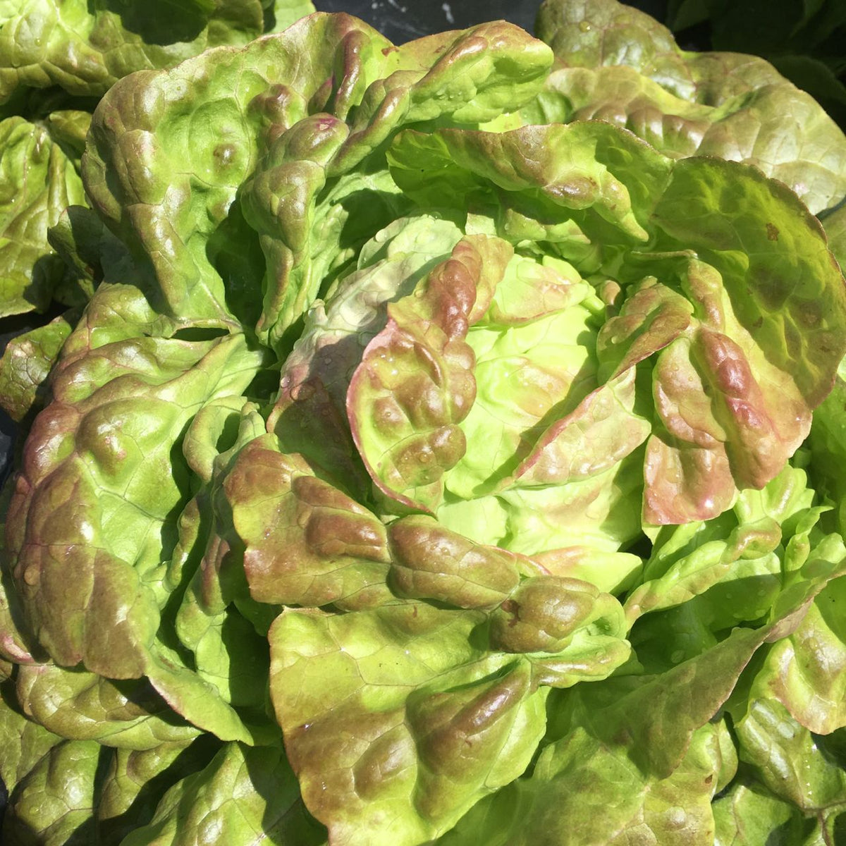 Pirat Butterhead Lettuce - organic seeds