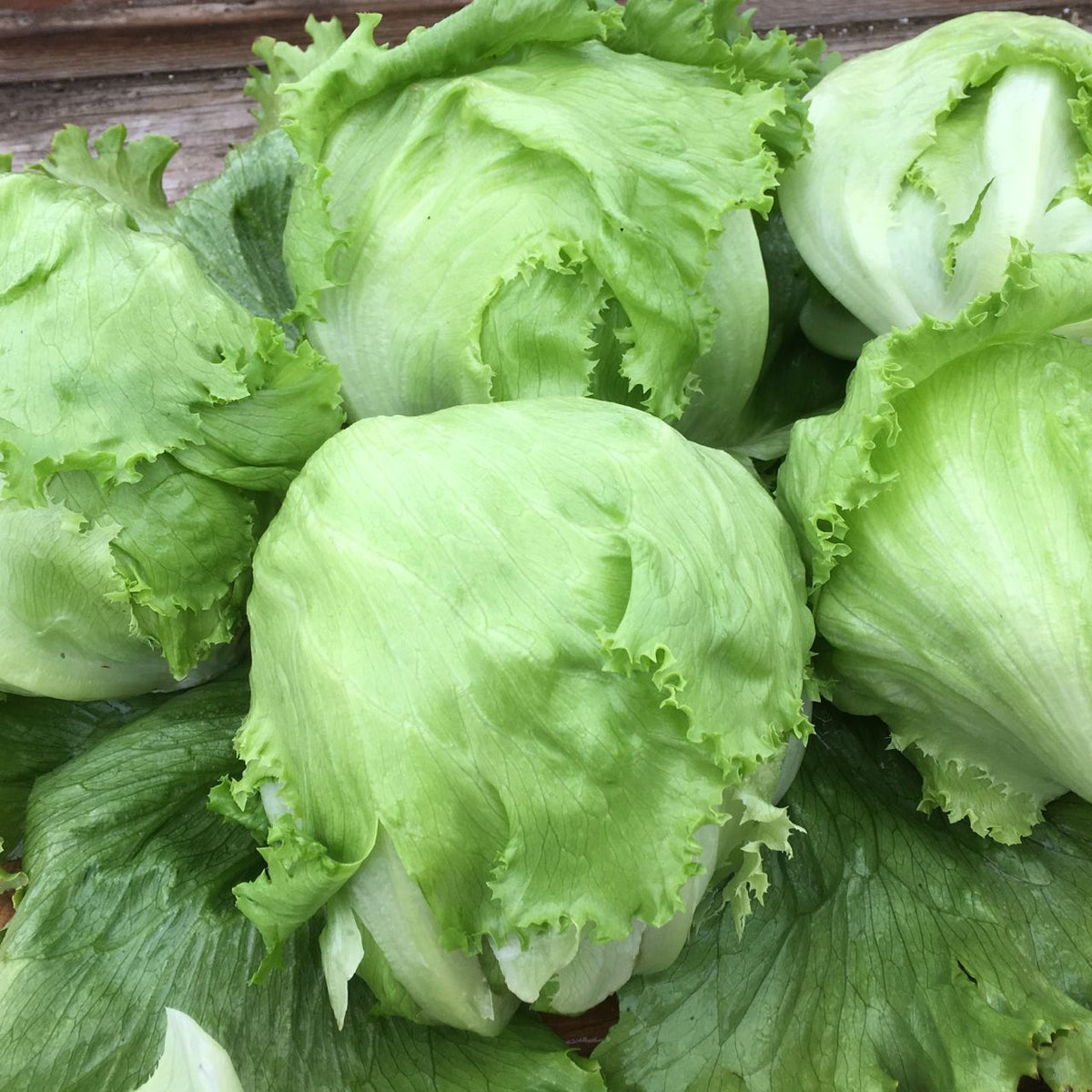 Laitue Iceberg Crispino - semences bio