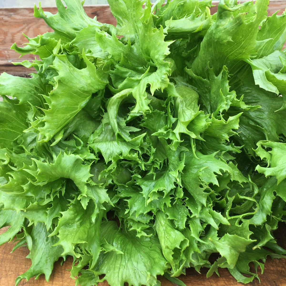 Reine Des Glaces Lettuce - organic seeds