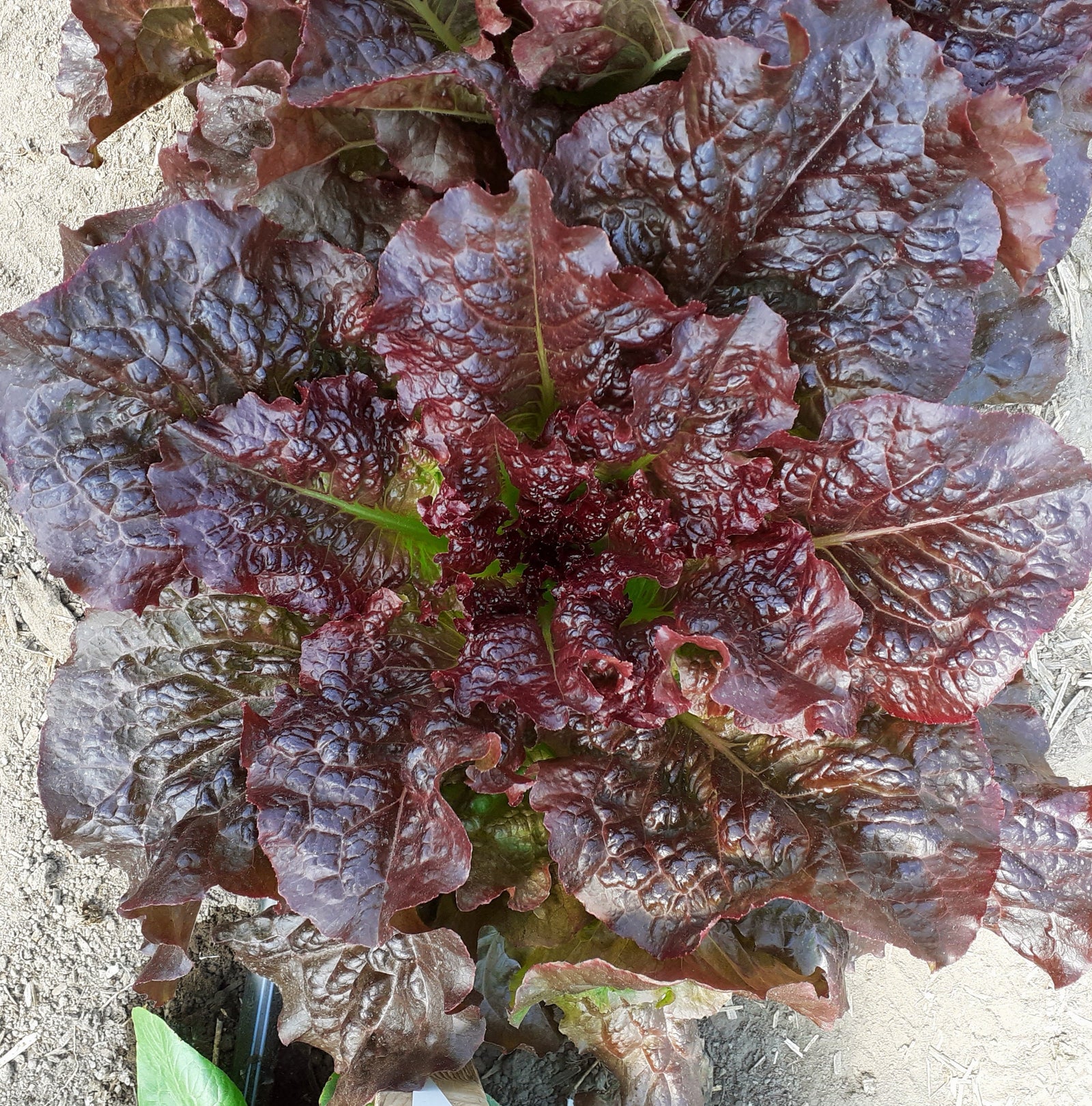 Gros plan sur la Laitue Outredgeous - semences bio de Tourne-Sol, montrant de grandes feuilles ébouriffées rouge foncé et vertes poussant dans le sol.