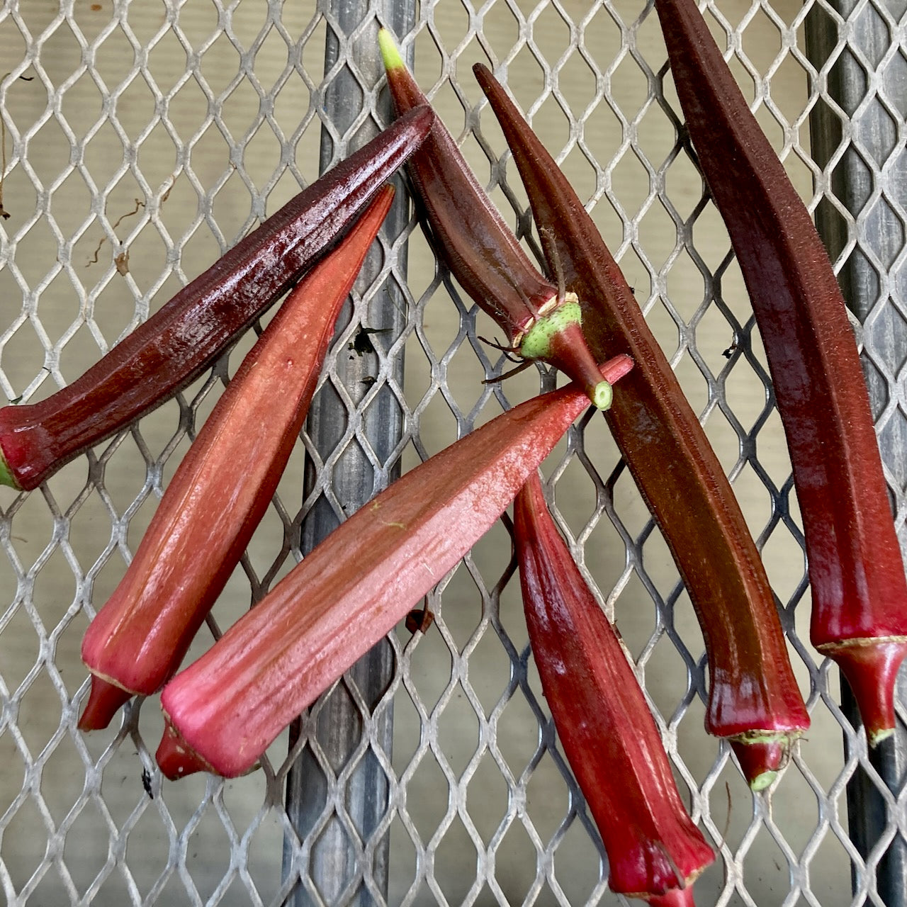 Plusieurs longues gousses rouges d'Okra Rouge Burgundy de Tourne-Sol sont posées sur une grille métallique, certaines entières et d'autres coupées en deux pour révéler leur texture interne.