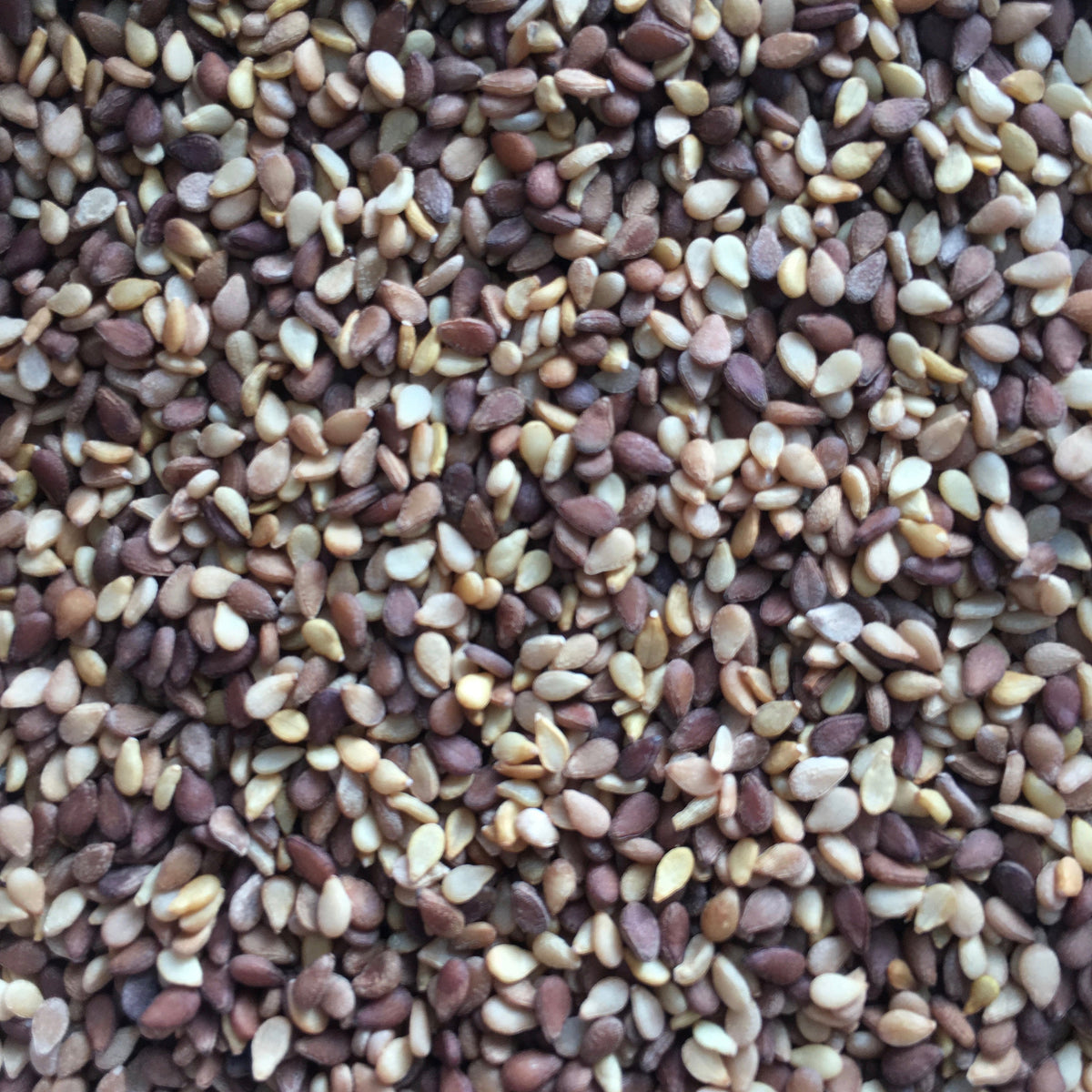 Sesame - organic seeds