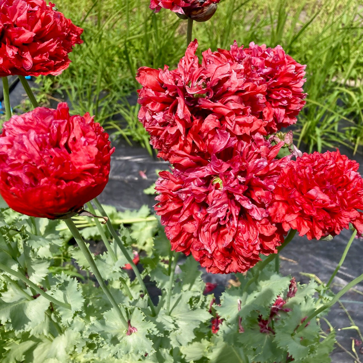 Pavots Rouge - Troubadour semences bio de Tourne-Sol, d&#39;un rouge vif, fleurissent avec des pétales ondulés, ornant un jardin. Ils se détachent sur le vert des feuilles et de l&#39;herbe, illuminés par la lumière du soleil dans des couleurs vibrantes.