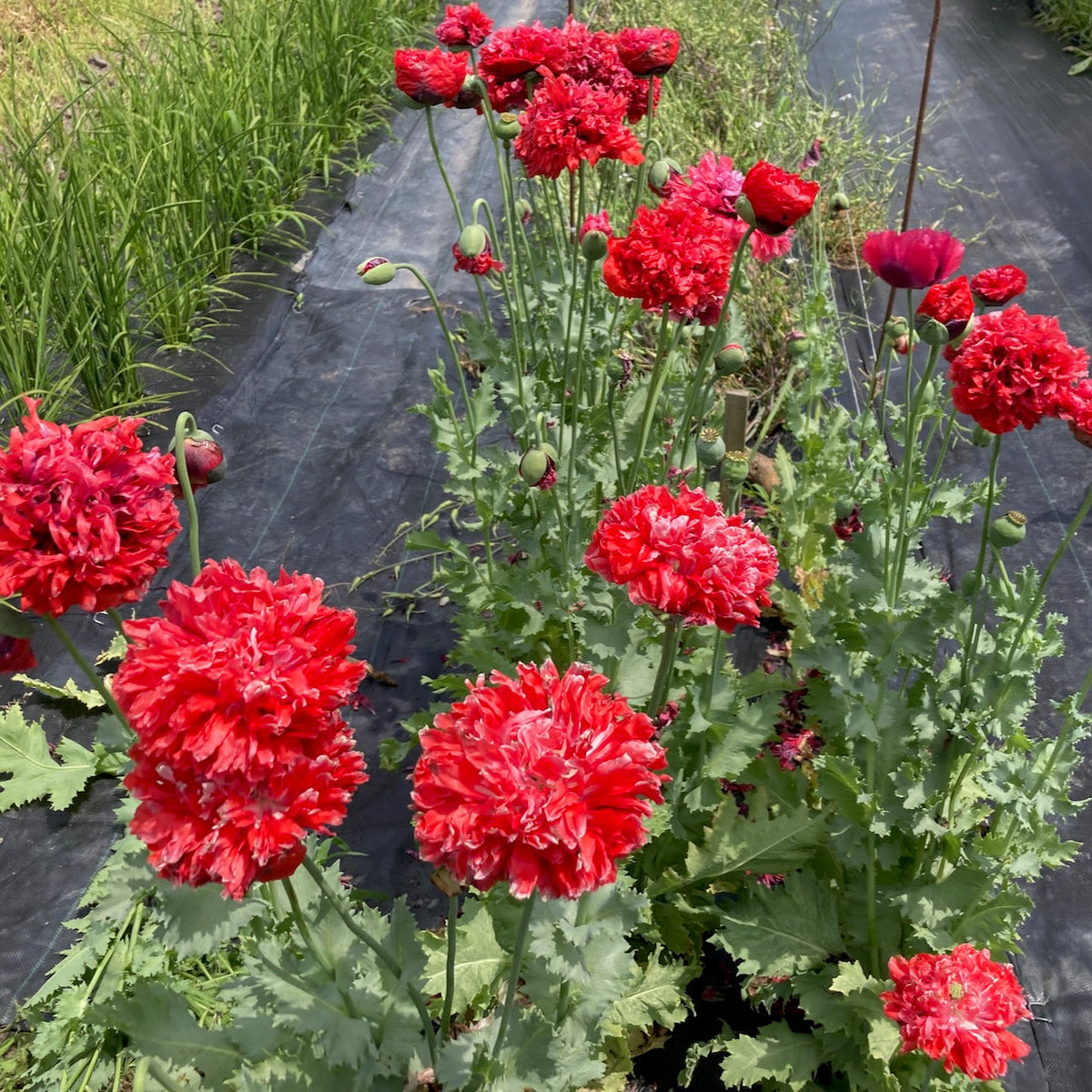 La Pavots Rouge - Troubadour semences bio de Tourne-Sol présente des fleurs rouges vibrantes aux pétales ébouriffés poussant densément sur des tiges vertes dans un jardin, sur fond de plantes feuillues sur un couvre-sol noir et d&#39;herbe visible à gauche.