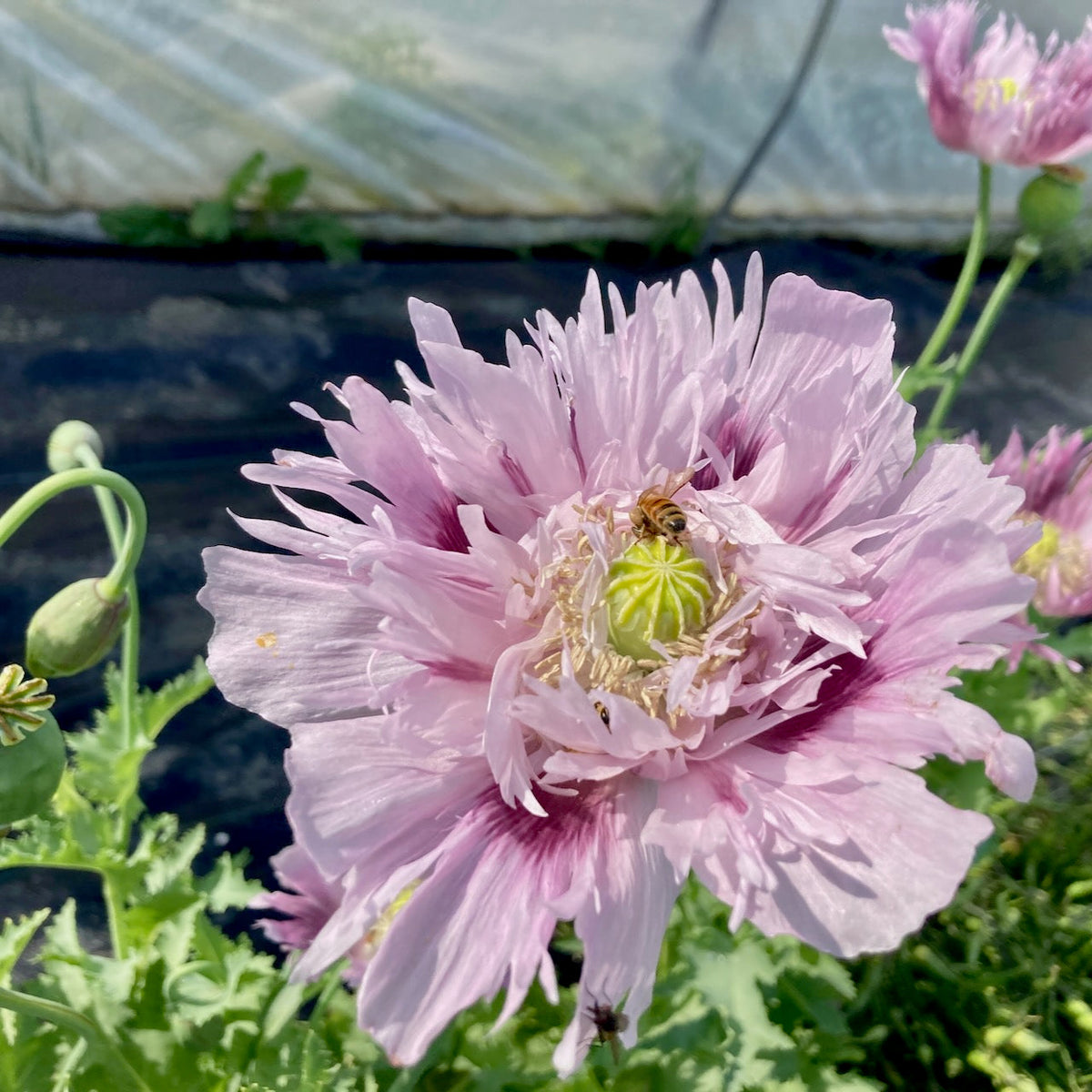 Un Pavots Clair de Lune rose de Tourne-Sol fleurit avec des pétales froncés et un cœur vert. Une abeille se repose en son cœur, sur fond de jardin flou de feuilles sous une couverture translucide.