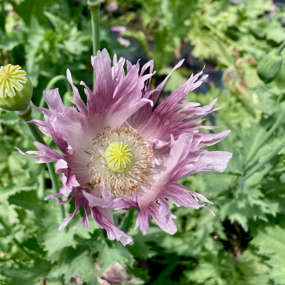 Une fleur violette de Pavots Clair de Lune de Tourne-Sol, aux délicats pétales frangés et à la gousse centrale verte, s&#39;épanouit au milieu de feuilles vertes luxuriantes. Le feuillage flou en arrière-plan suggère un jardin ensoleillé.