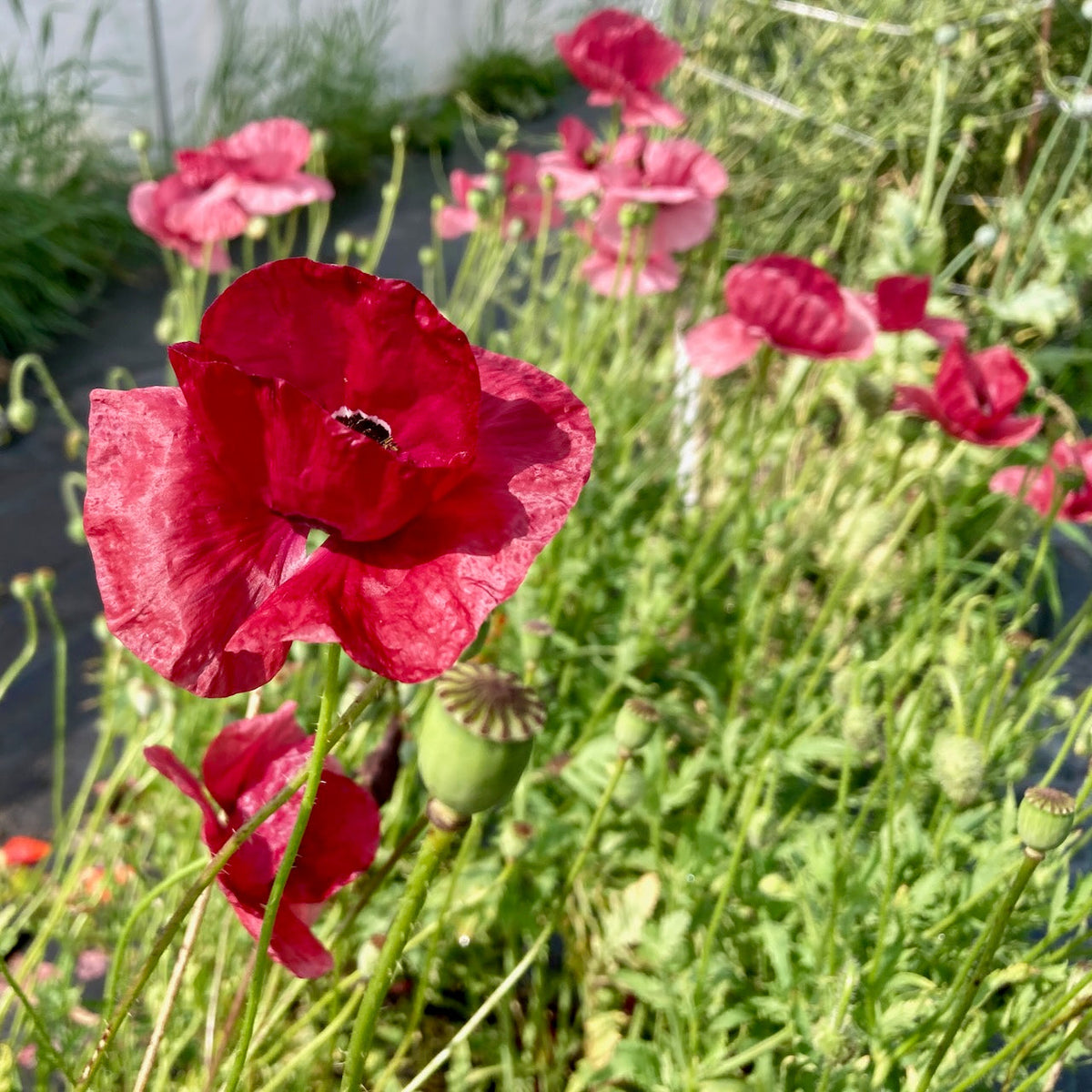 Un gros plan de Coquelicot La Vie En Rose - semences bio de Tourne-Sol montre des coquelicots rouges vibrants en fleurs avec des pétales délicats, entourés de feuillage vert et de bourgeons non ouverts, tandis que la lumière du soleil met en valeur leur texture.