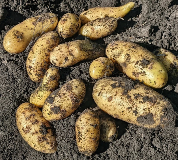 Un dessin circulaire avec une truelle et des rayons en forme de flamme vers le haut symbolise la joie de planter des pommes de terre de semence Bellanita certifiées biologiques par l'ACIA de TS.