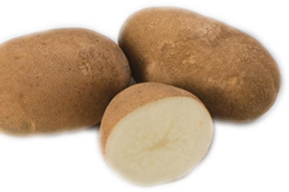 Un centre circulaire au motif stylisé en forme de soleil arbore un rouleau à peinture symbolisant la plantation. Les rayons du soleil apparaissent comme des coups de pinceau, rappelant les pommes de terre de semence certifiées biologiques par l'ACIA cultivées sous le programme « Gold Rush -pomme de terre semence » de TS.