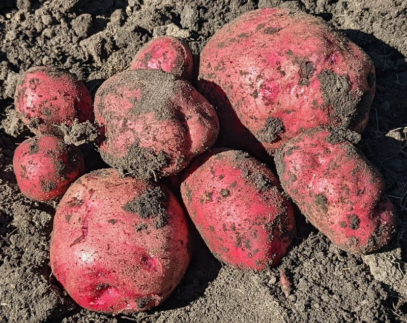 Une forme de soleil, comme une éclaboussure de rouleau de peinture sur du blanc, évoque la joie de planter des pommes de terre de semence biologiques Rode Eerstelling de TS.