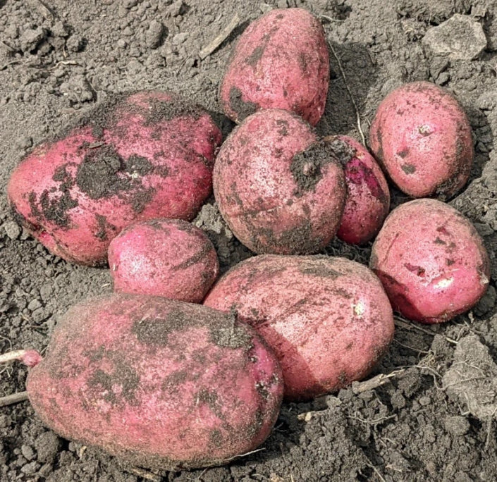 Un lot à haut rendement de pommes de terre de semence rouges Roko de marque TS à peau lisse, dont une en tranches qui révèle son intérieur blanc.