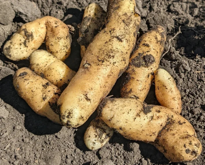 Banana - pomme de terre semence