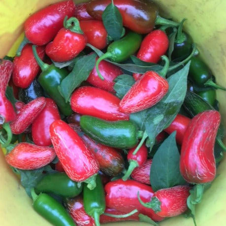 Un seau jaune rempli de piments rouges et verts Piment Fort Early Jalapeño - semences bio de Tourne-Sol fraîchement cueillis, dont certains sont encore attachés à des tiges vertes et feuillues.