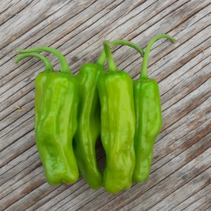 Quatre poivrons Piment Fort Shishito de Tourne-Sol, à la peau verte et brillante, sont regroupés sur une surface en bois usée par le temps et dont le grain est visible.