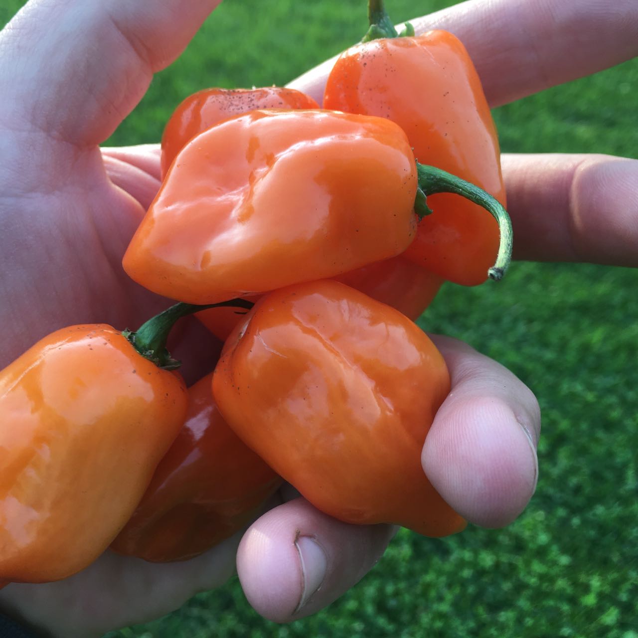 Une main tient plusieurs piments Piment Fort Habanero Orange - semences bio de Tourne-Sol, sur fond d'herbe verte.
