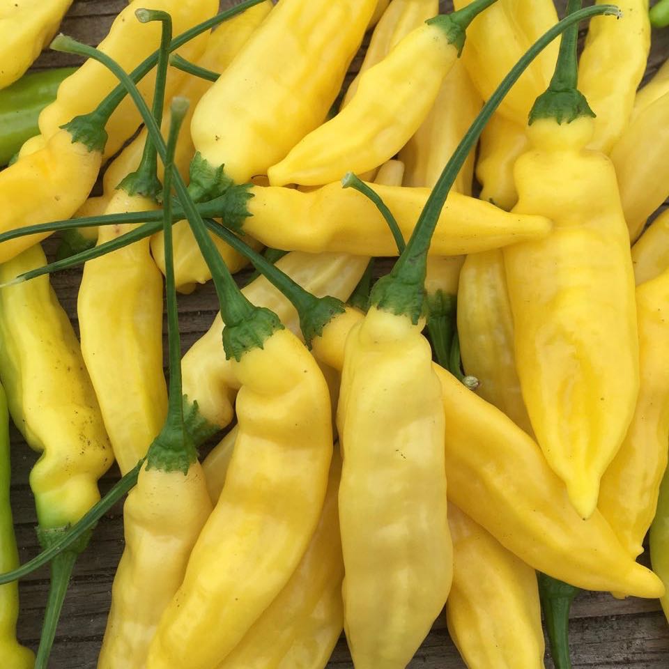 Gros plan sur plusieurs Piment Fort Lemon Drop - semences bio de Tourne-Sol, des piments jaune vif avec des tiges vertes, empilés sur une surface en bois.