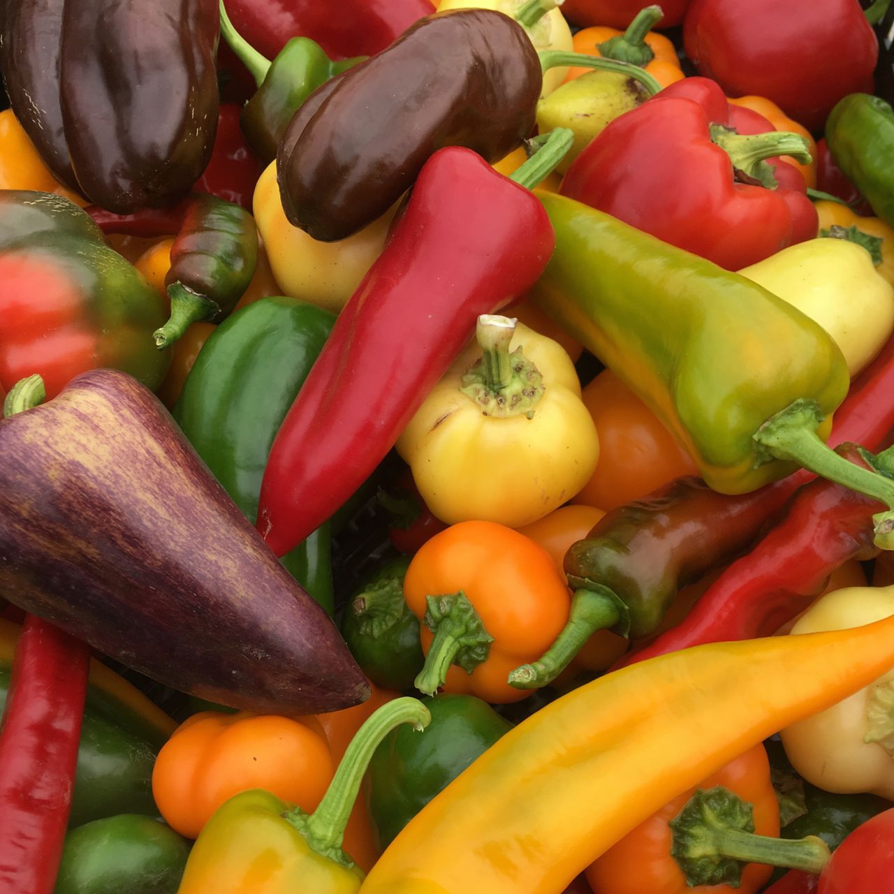 Un mélange vibrant de poivrons rouges, jaunes, verts, orange et violets, présenté comme Poivron Doux - Mélange (semences bio) de Tourne-Sol, remplit le cadre d'une variété colorée.