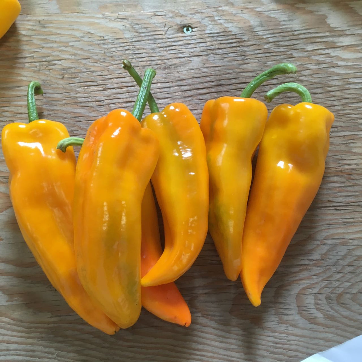 Gatherer&#39;s Gold Sweet Pepper - organic seeds