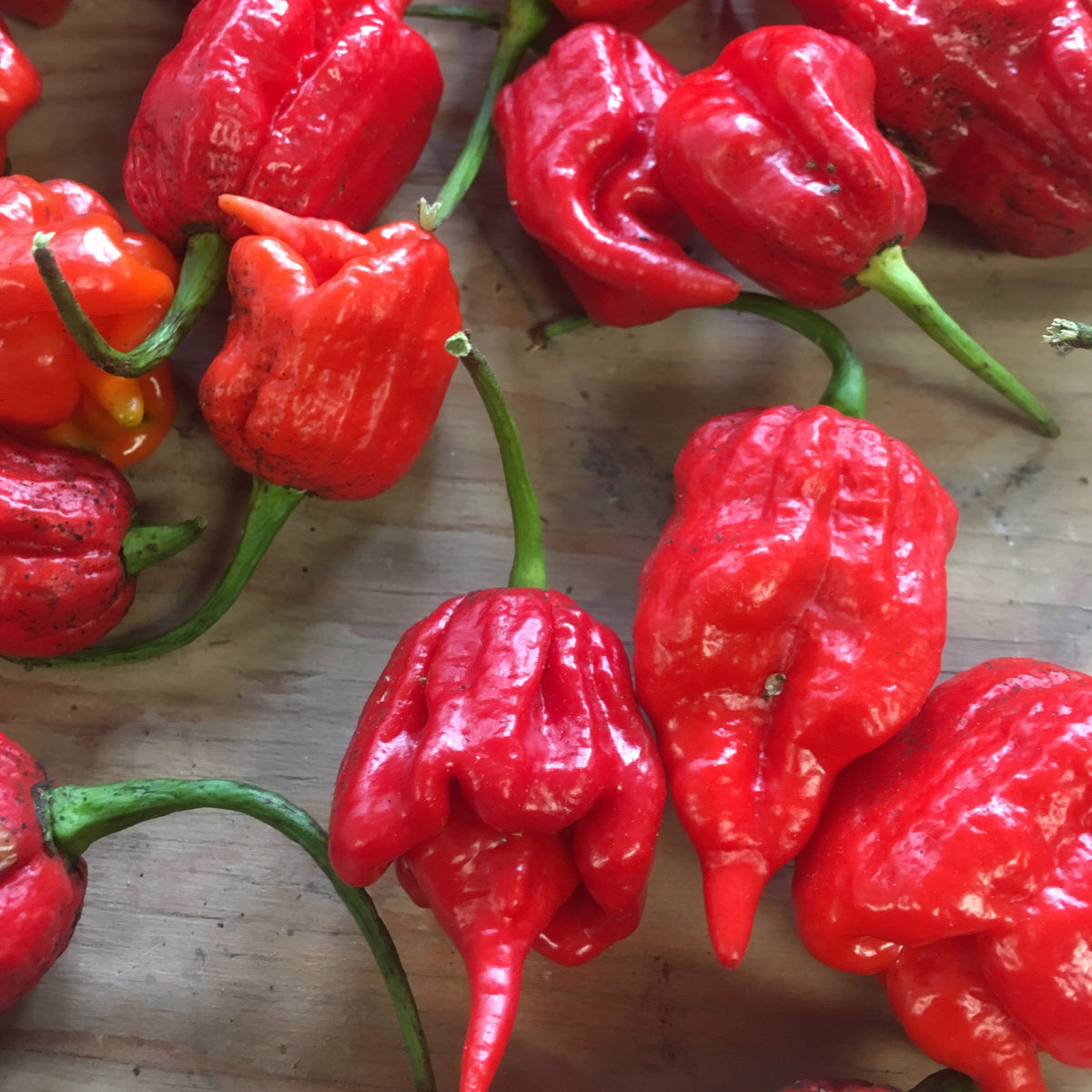 Les piments Trinidad Scorpion de Tourne-Sol, d&#39;un rouge vif, à la peau brillante et aux tiges vertes, sont posés sur une surface en bois. Leur texture ridée et leurs pointes pointues en font un produit idéal pour la préparation de la sauce piquante Gordz, qui rappelle le piment fort Trinidad Scorpion - semences bio de Trinidad et Tobago.