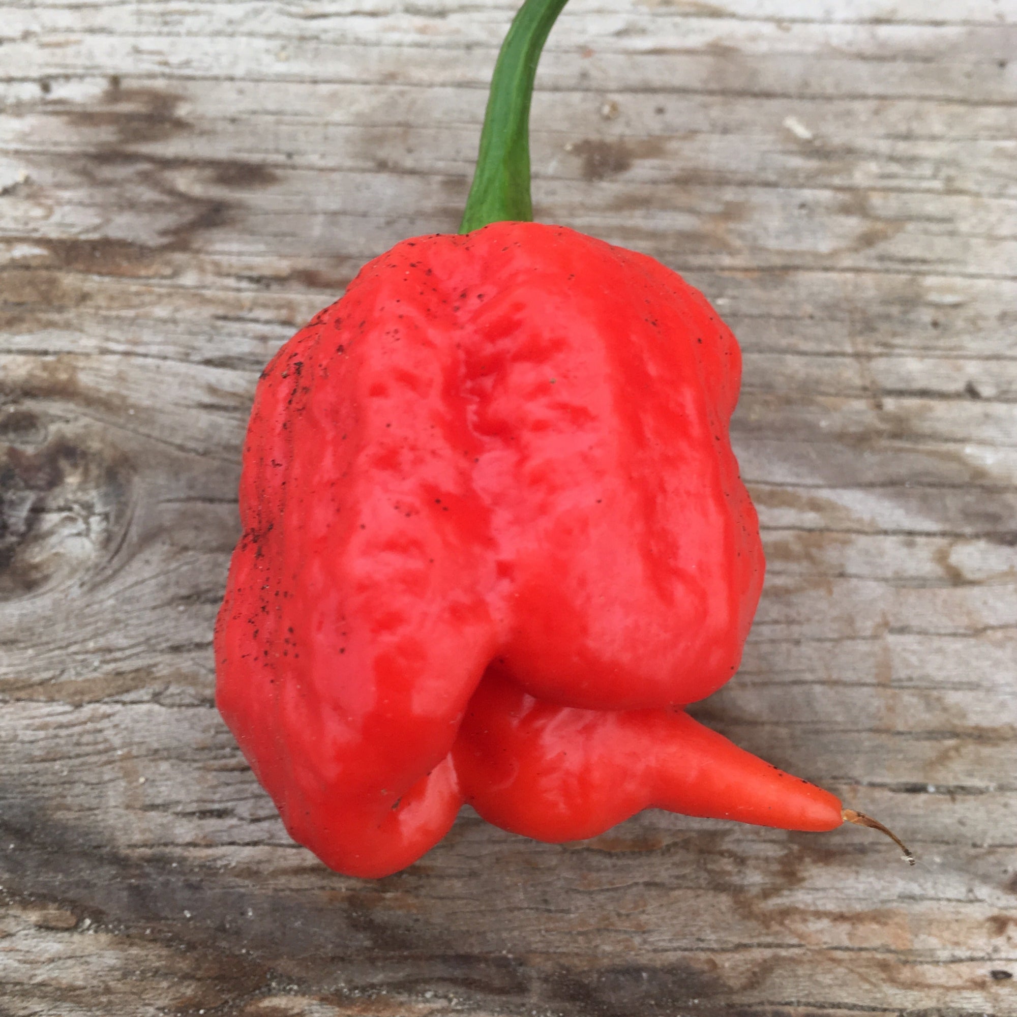 Un piment Trinidad Scorpion rouge vif à la texture bosselée repose sur une surface en bois patiné. Originaire de Trinidad et Tobago, ce piment puissant est la clé de la sauce piquante Gordz. Il est connu pour sa forme unique avec une petite extrémité pointue et est proposé sous forme de graines biologiques par Tourne-Sol.