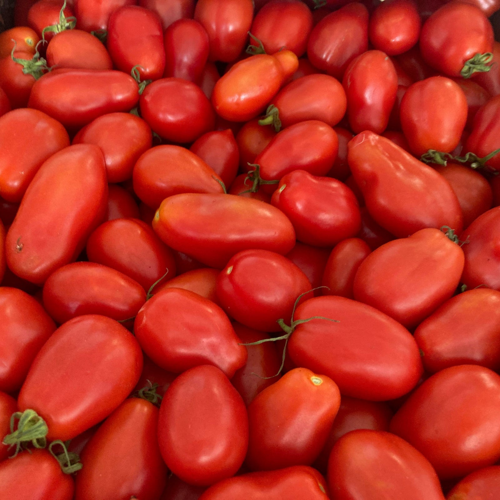 Gros plan sur des Tomate Rouge à Sauce San Marzano - semences bio de Tourne-Sol, fraîches et mûres, montrant leur peau rouge lisse et brillante et quelques tiges vertes nichées parmi les tomates.