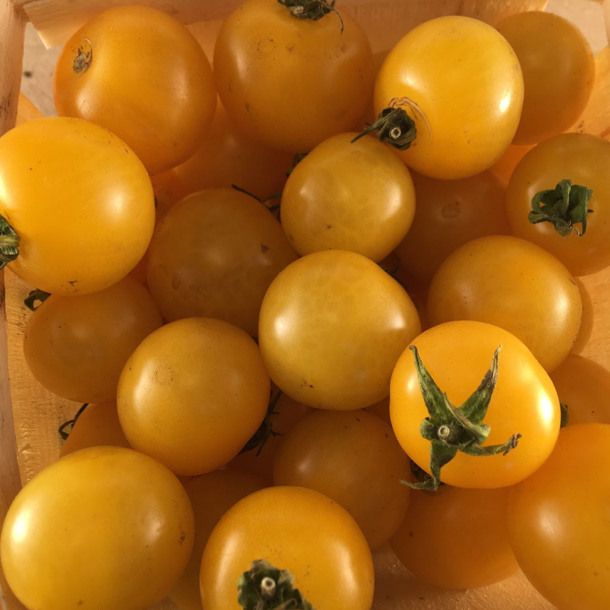 Un gros plan montre un panier en bois rempli de tomates jaune cerise Galina - semences bio de Tourne-Sol. Les tomates rondes et mûres de forme uniforme présentent quelques tiges vertes, tandis qu&#39;un éclairage chaleureux met en valeur leur texture lisse et leur couleur vibrante.